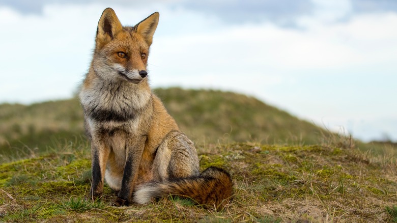 Red fox 