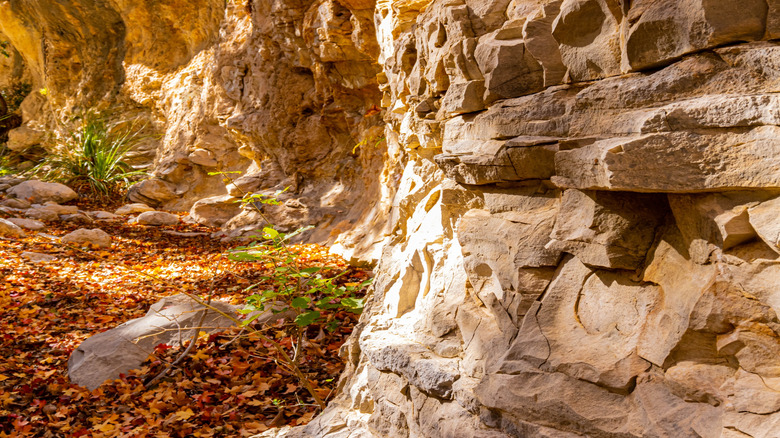 A canyon wall in McKittrick Canyon.
