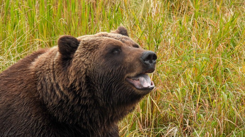 Brown bear in Alaska Wildlife Conservation Center