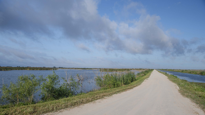 The Lake Apopka Wildlife Drive in central Florida.