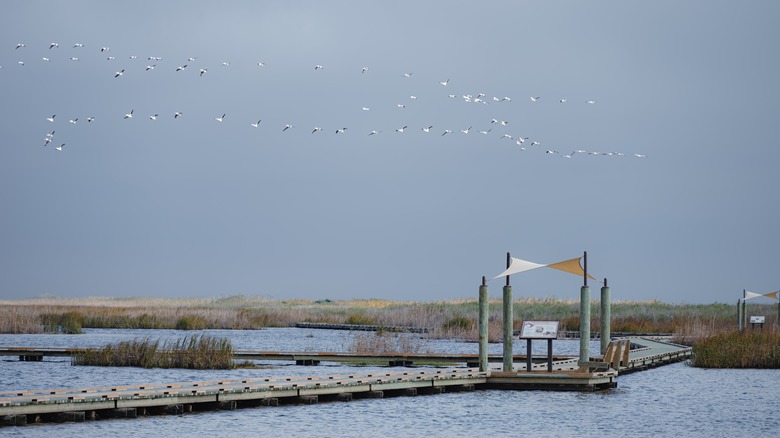 The Gambusia Nature Trail Boardwalk