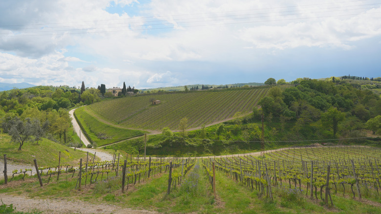 Scenic vineyard landscape with rolling green hills and a country road in Tuscany, Italy