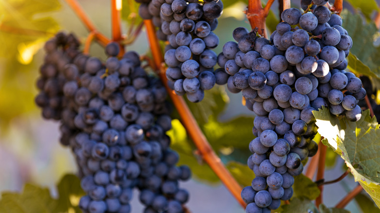 Close-up of grapes at a vineyard