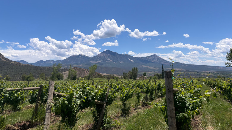 The mountains serve as the backdrop to Stone Cottage Cellars' vineyard