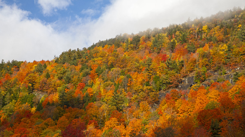 A colorful forest of autumn leaves