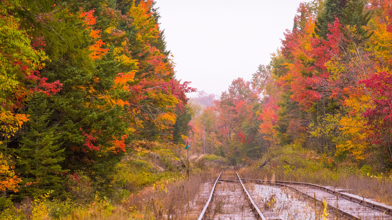 A train track running through colorful fall leaves on trees