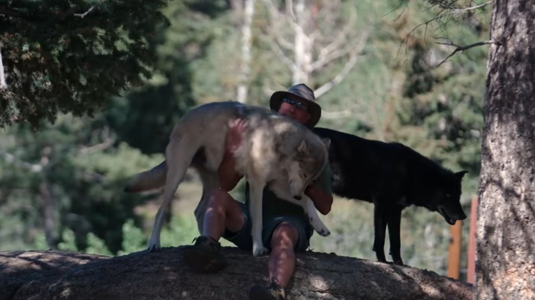 A man sitting down carressing two gray wolves