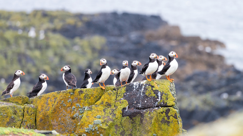 Puffins on the Isle of May, Scotland