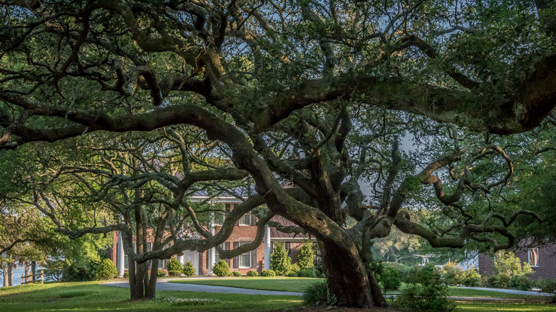 Beaufort Live Oak Tree