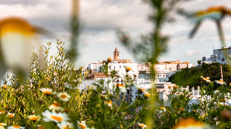 View between daisies of the village of Vejer de Frontera