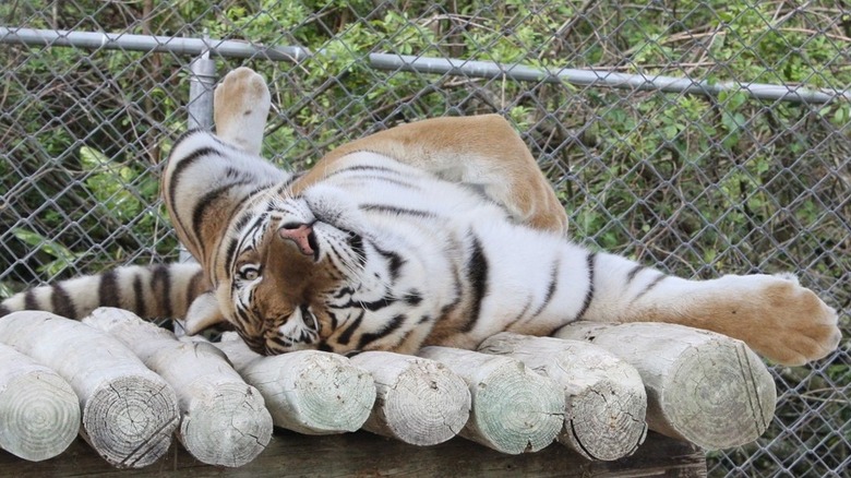 tiger lying on logs