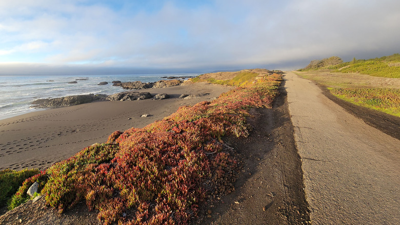 the windswept coast along MacKerricher State Park﻿ in Fort Bragg, California