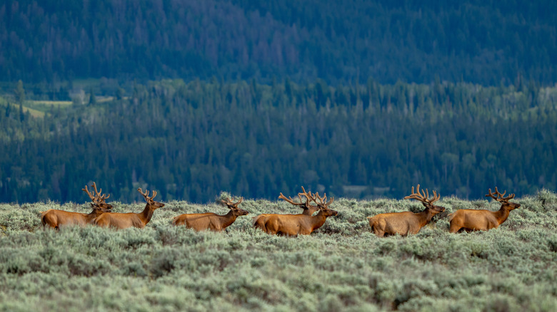 This Spot Within Grand Teton National Park Is Perfect For Viewing Stunning Wildlife