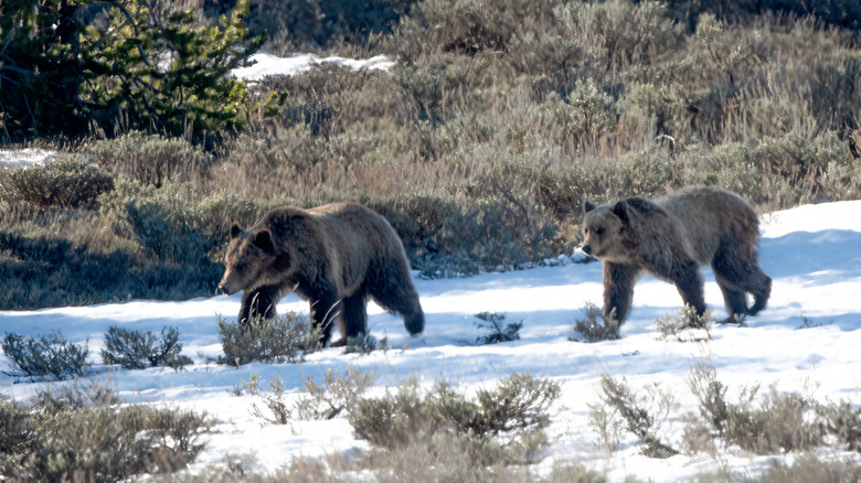 Grizzly bear and cub walking through snow in the Grand Teton National Park in Wyoming, USA, North America.