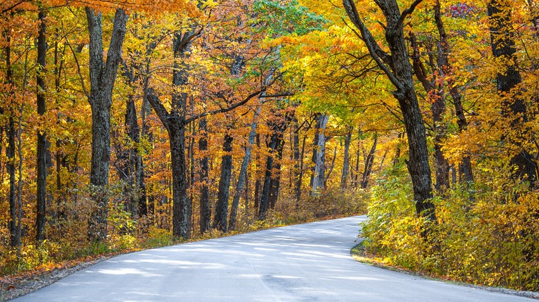 fall at brown county state park