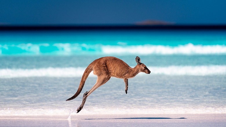 Kangaroo running in the sea
