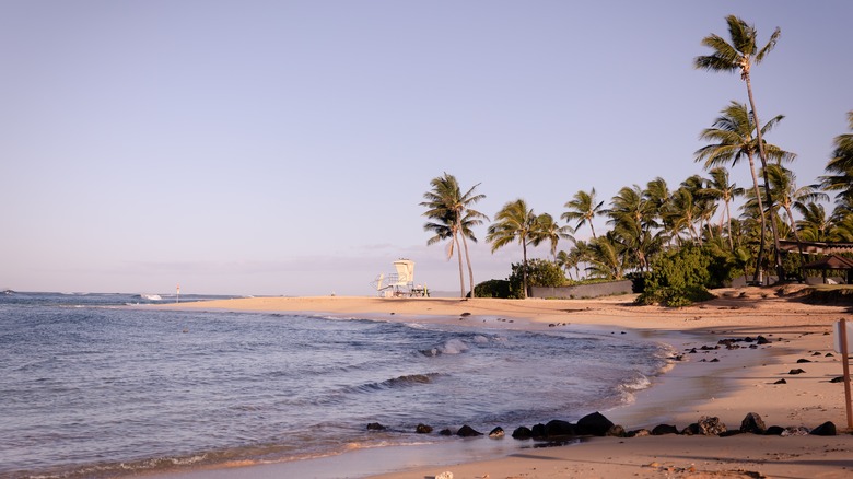 beach surf on sand palm trees