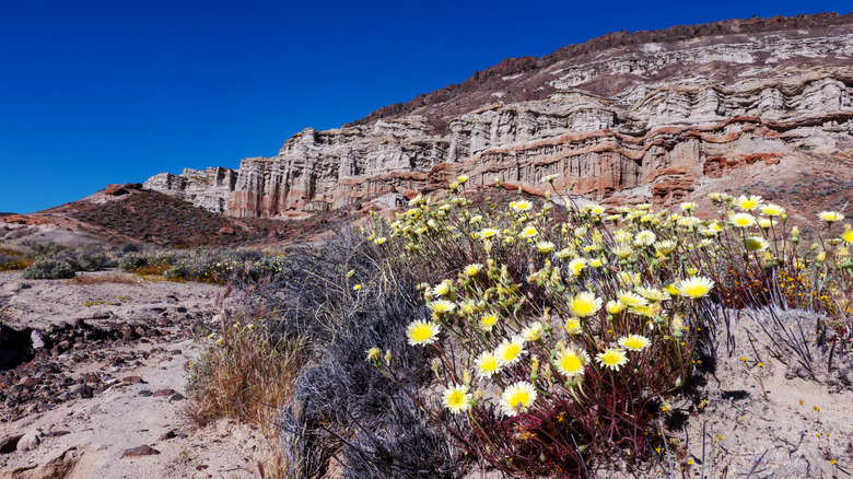 wildflowers on the canyon floor in Red Rock Canyon STate Park