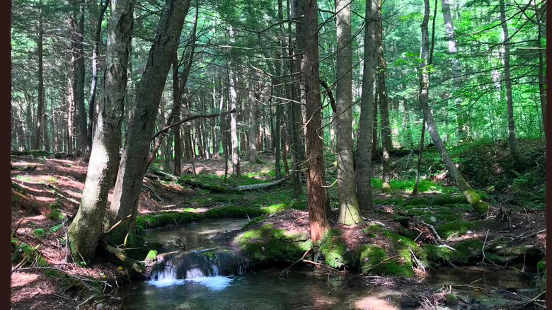 Tiny waterfall in the woods