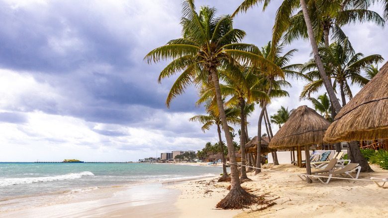 Palm trees, loungers, and palapas on the beach looking towards Playa del Carmen
