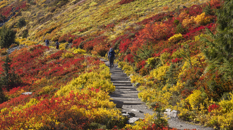hikers on path with fall colors in Washington
