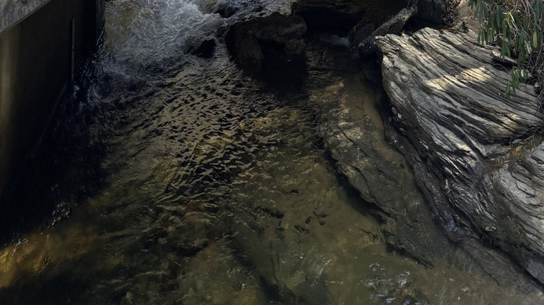 a footbridge in Pisgah National Park