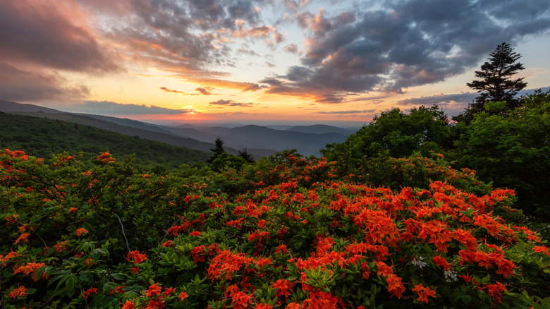 Dusk over a landscape of blooming azaleas at Roan Mountain State Park in Tennessee