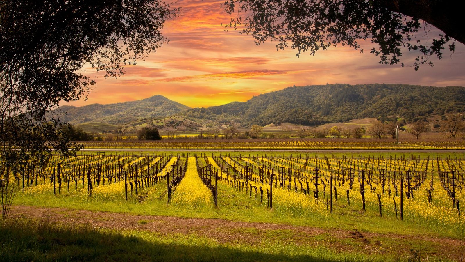 This Top Rated Mountainside Winery Features Some Of The Best Views In