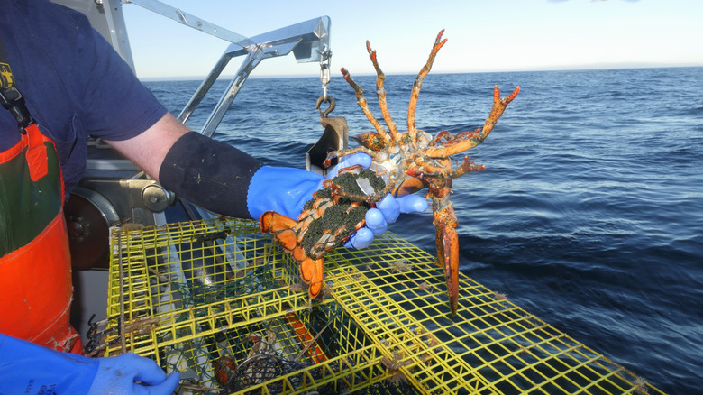 a fisherman holding a lobster in Stonington harbor on Deer Isle in Maine