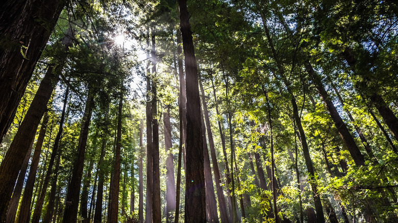 Light filtering through tall trees