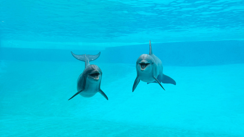 Bottlenose dolphins performing at Texas State Aquarium in Corpus Christi, Texas