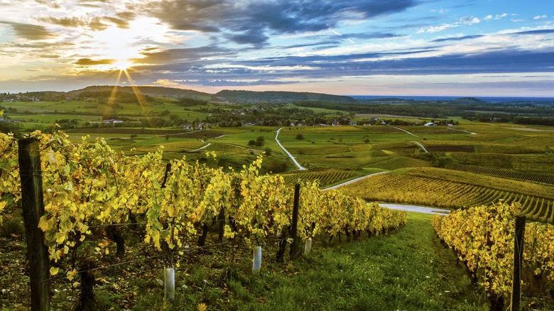 Sunset over a vineyard in Jura