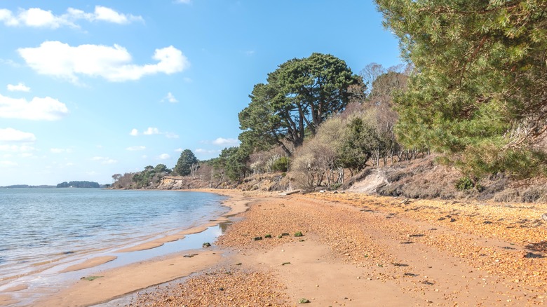 A clay-colored secluded sandy beach with trees behind