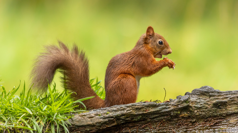 A red squirrel with something in its paws