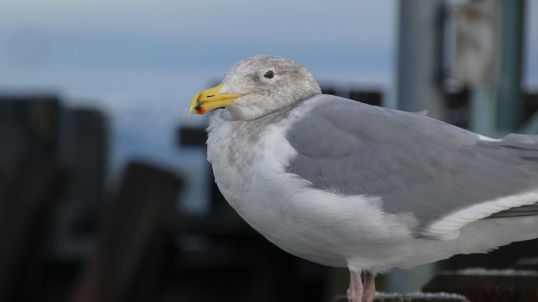 A seabird sits at the ferry stop at Puget Sound