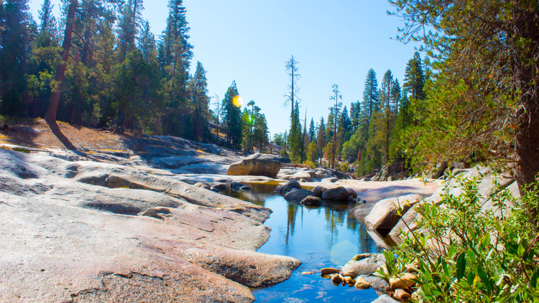 A creek lies in a pine forest.