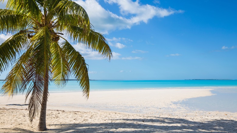 palm tree on a white beach with sea
