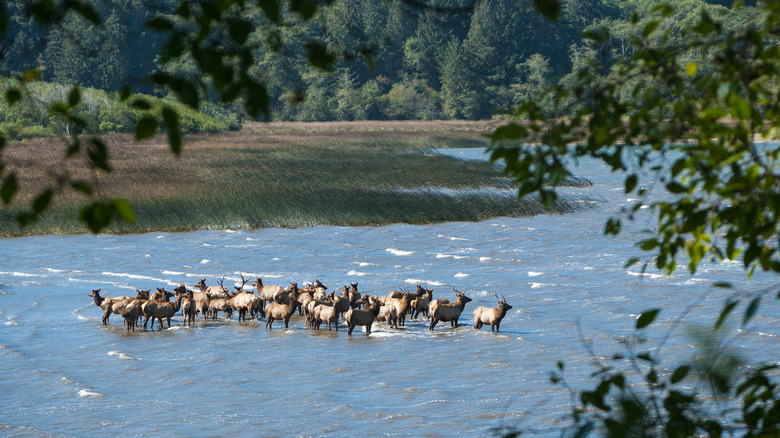 Elk in the Stone Lagoon at Humboldt Lagoon State Park