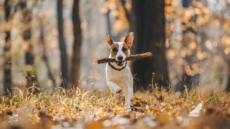 dog in woods