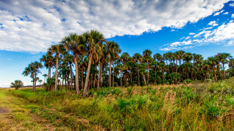 Grassy field with blue skies and palm trees