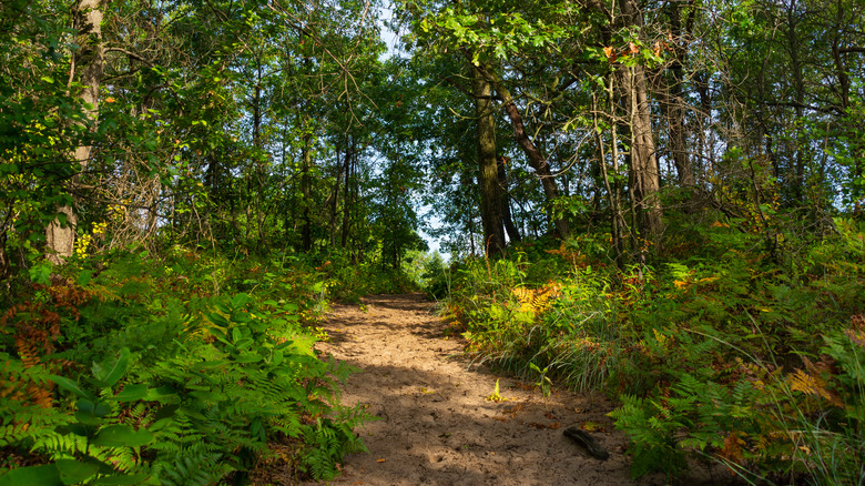 Landscape along the Dunes Ridge Trail on a beautiful September morning. Indiana Dunes National Park
