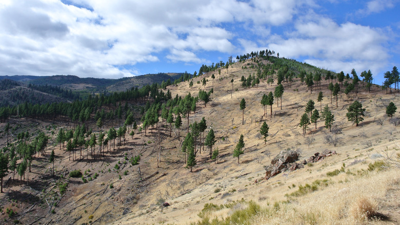 forest and desert mountain landscape in Humboldt-Toiyabe National Forest