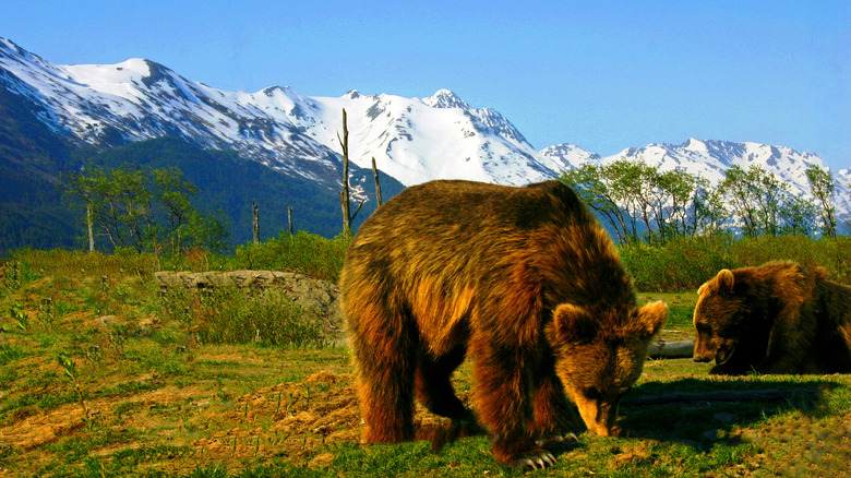 Alaskan mountains behind bears