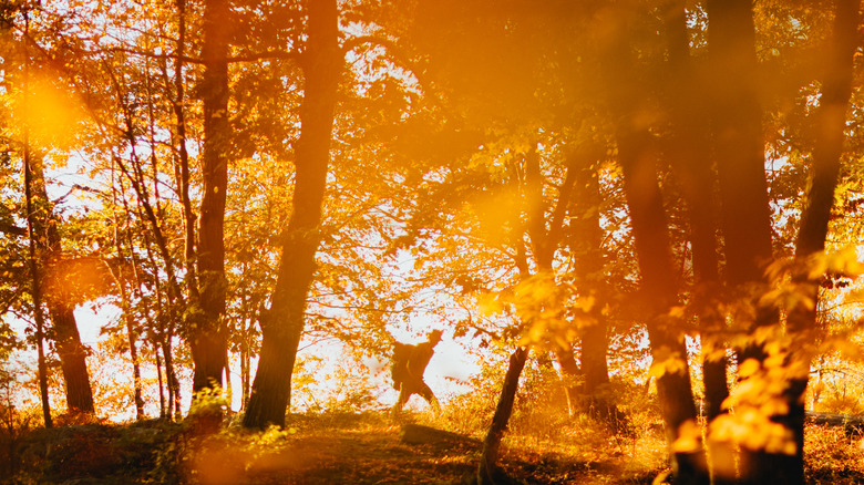 Person hiking in woods with fall colors at dusk