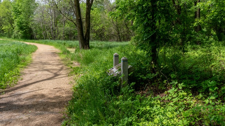A walking path to the horizon in a local state park surrounded by lush greenery