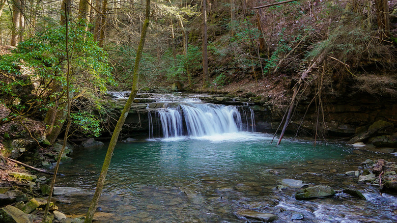 creek with falling water amongst forest