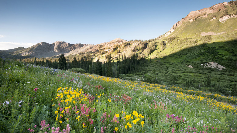 Wasatch Mountain Range with a field of wildflowers and green grass