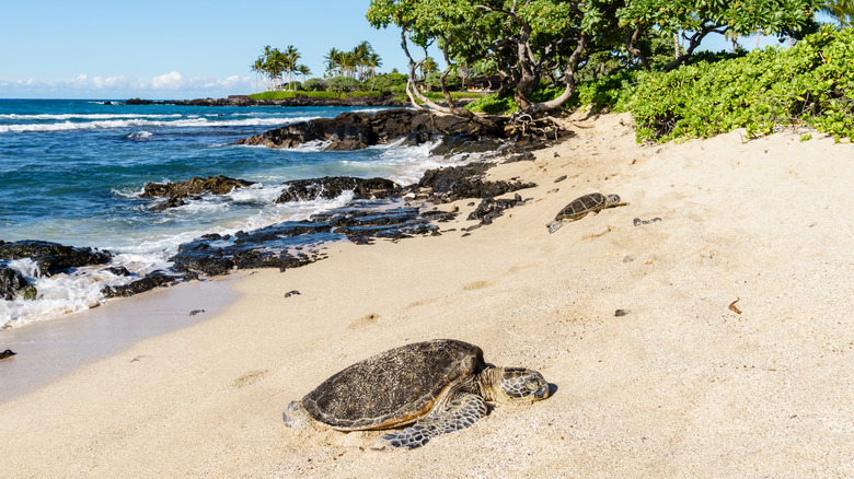 Sea turtles at Kikaua Point Park near Kuki'o Beach, Hawaii