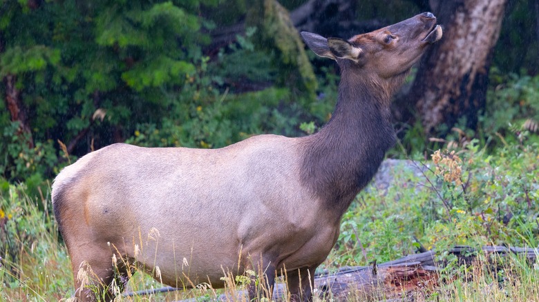 elk surrounded by grass and trees