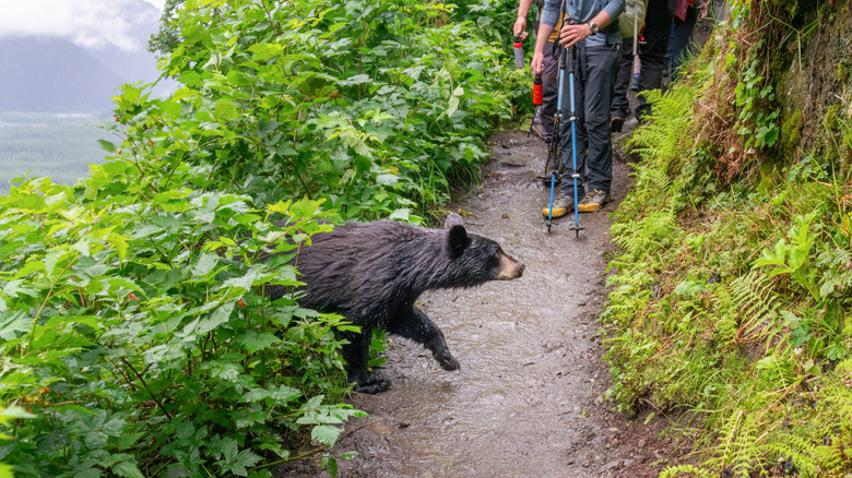 bear encounter on trail